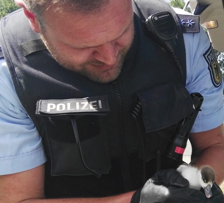 Entenküken, Bundespolizeiinspektion Bad Bentheim