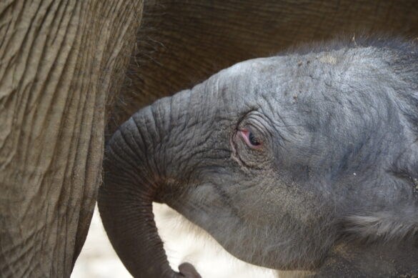 Elefantenbaby kommt zum Glück aus Osnabrück
