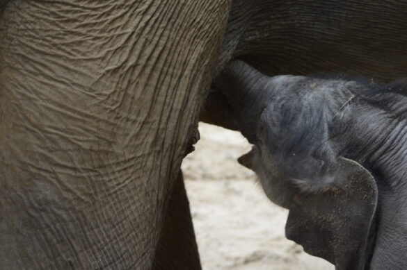 Elefantenbaby kommt zum Glück aus Osnabrück