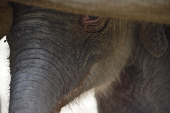 Elefantenbaby kommt zum Glück aus Osnabrück