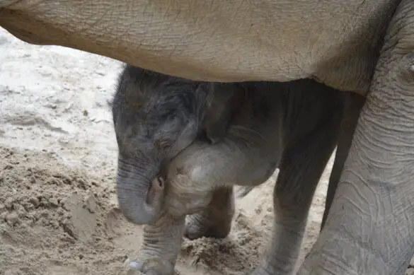 Elefantenbaby kommt zum Glück aus Osnabrück