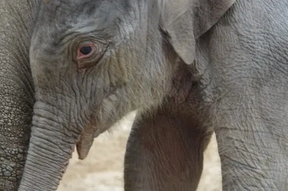 Elefantenbaby kommt zum Glück aus Osnabrück