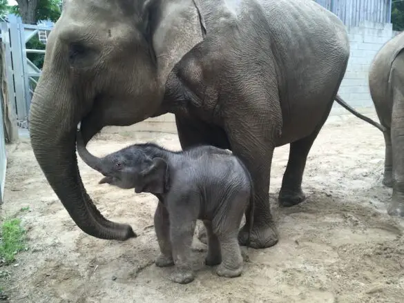 Elefantenbaby kommt zum Glück aus Osnabrück