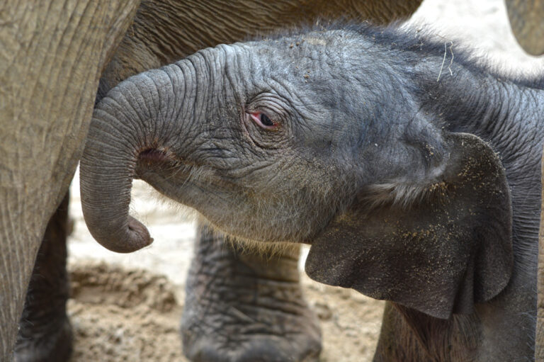Elefant Minh-Tan im Zoo Osnabrück