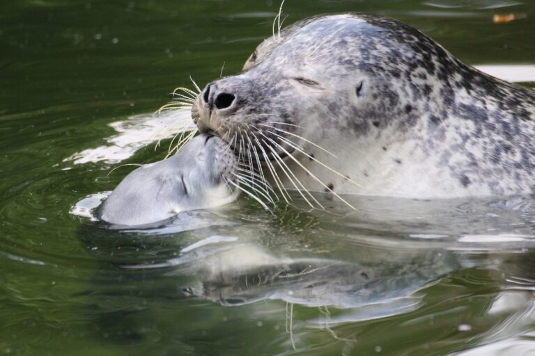 Seehundbaby Fenja, Zoo Osnabrück
