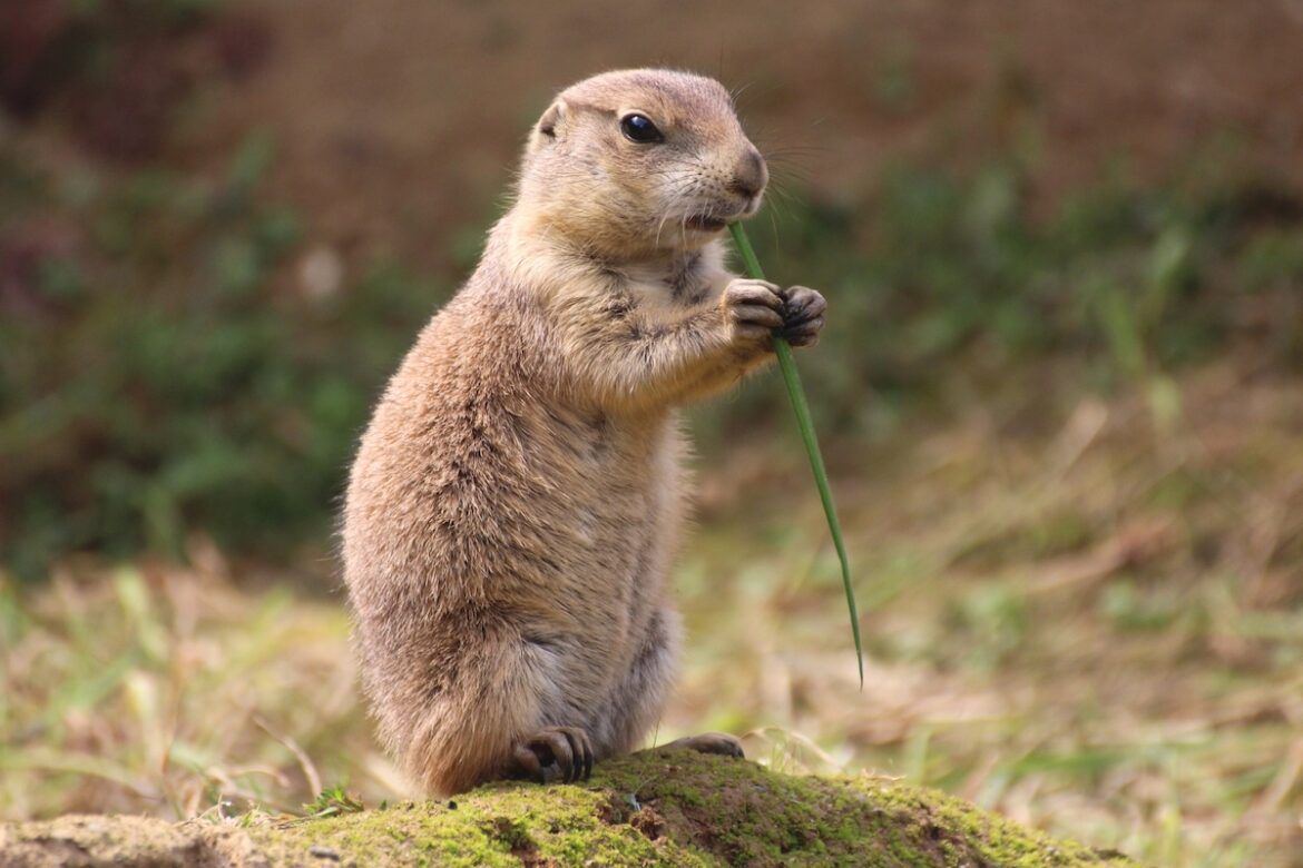 Präriehund (Weibchen) im Zoo Osnabrück