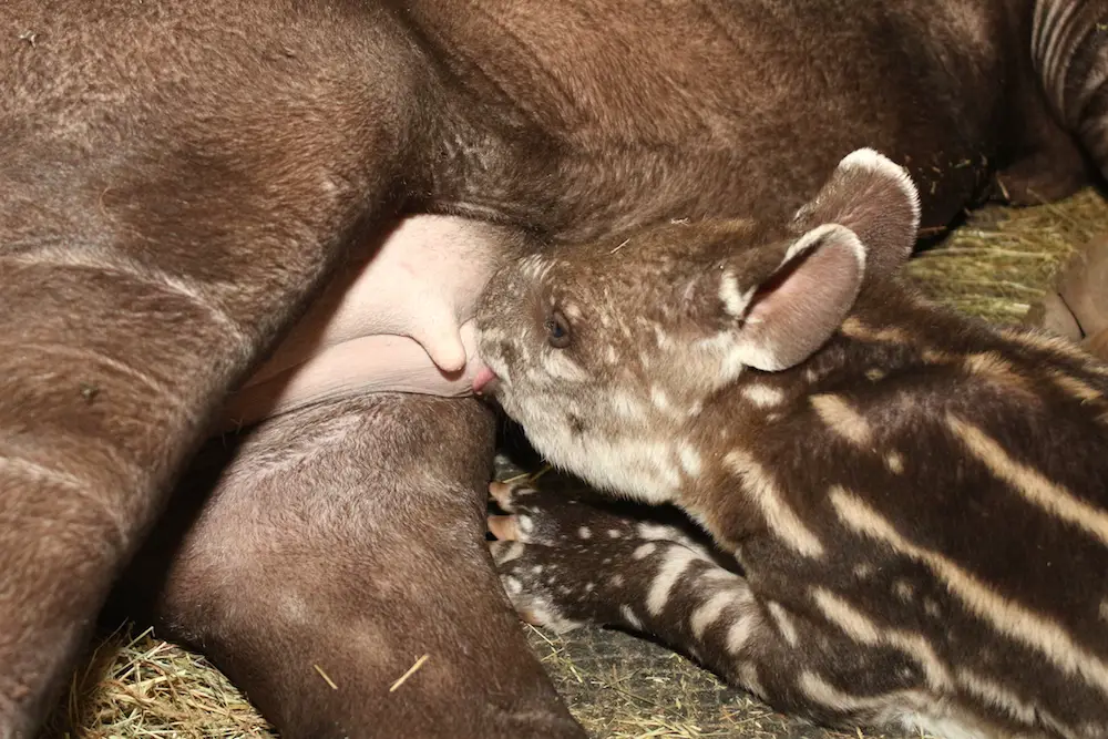 Zoo Osnabrück (Lisa Josef)