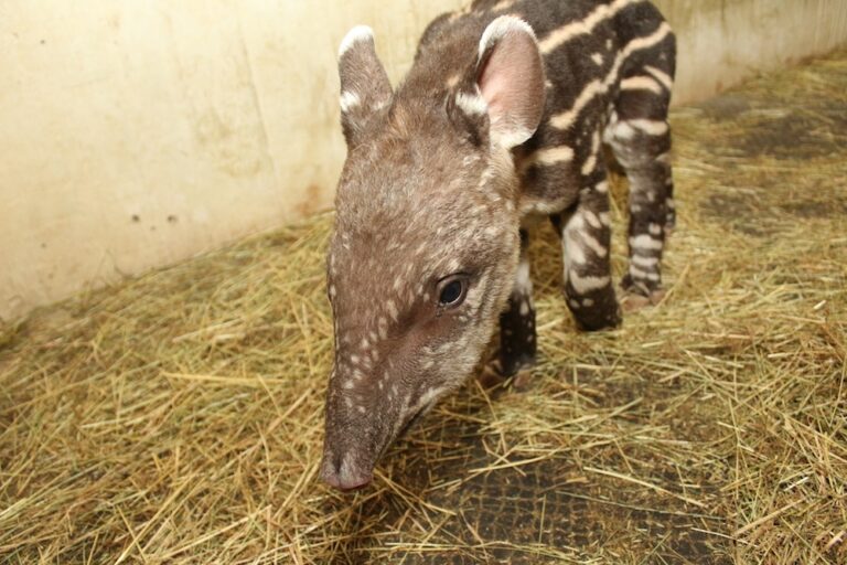 Zoo Osnabrück (Lisa Josef)