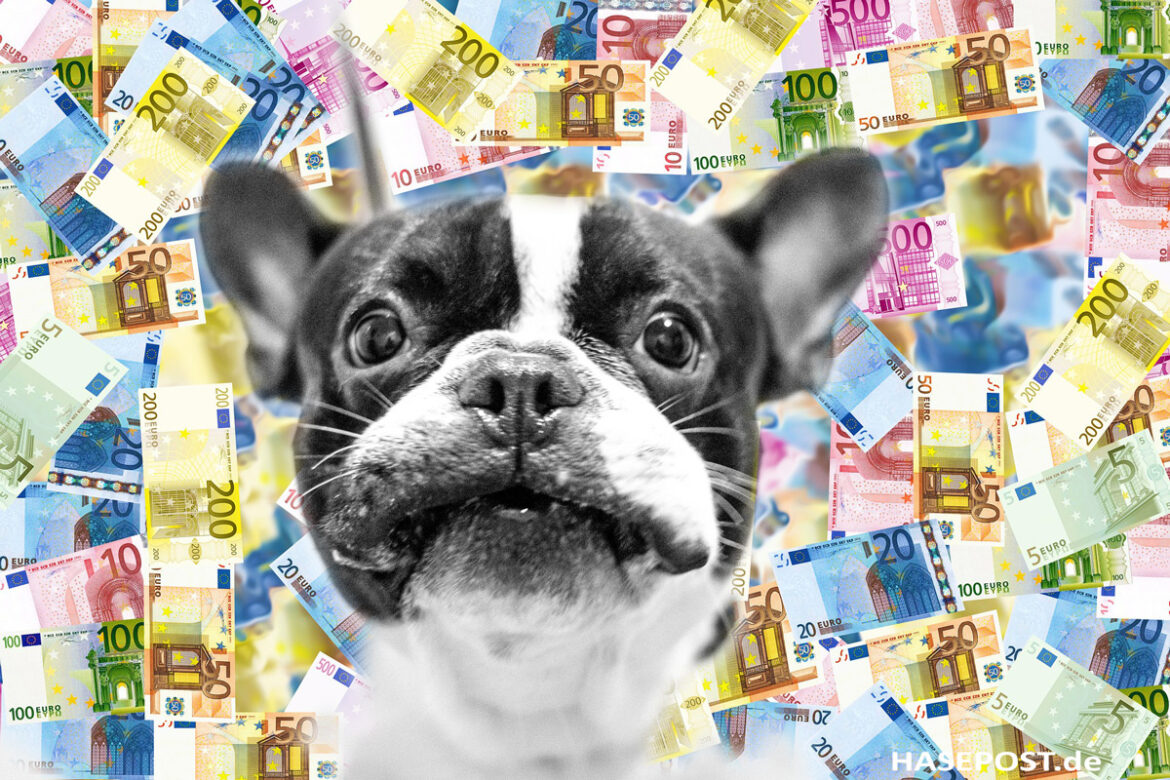 Hundesteuer Osnabrück