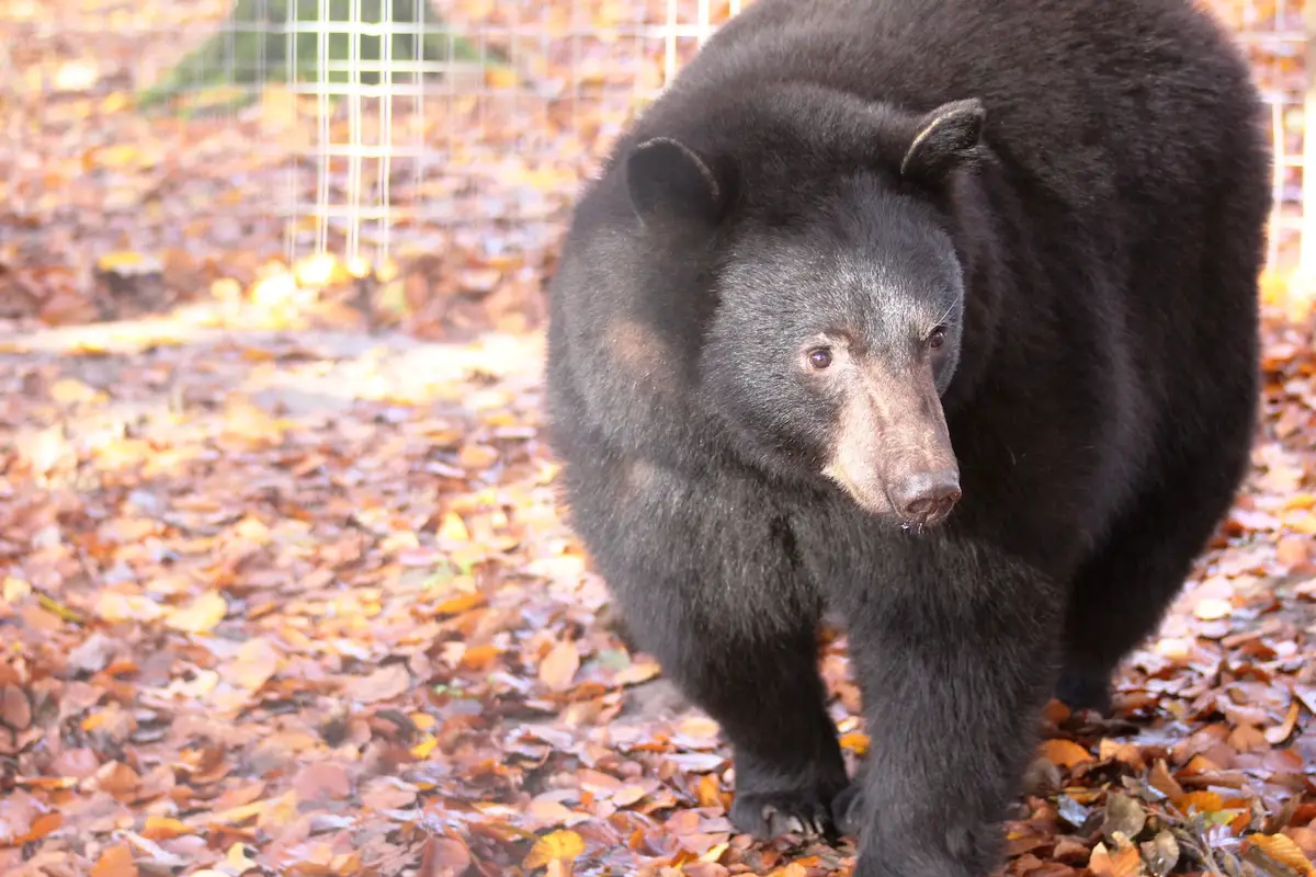 Zoo Osnabrück Schwarzbär Theo