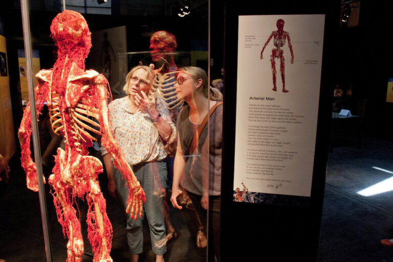 Körperwelten, Ausstellung, Osnabrück
