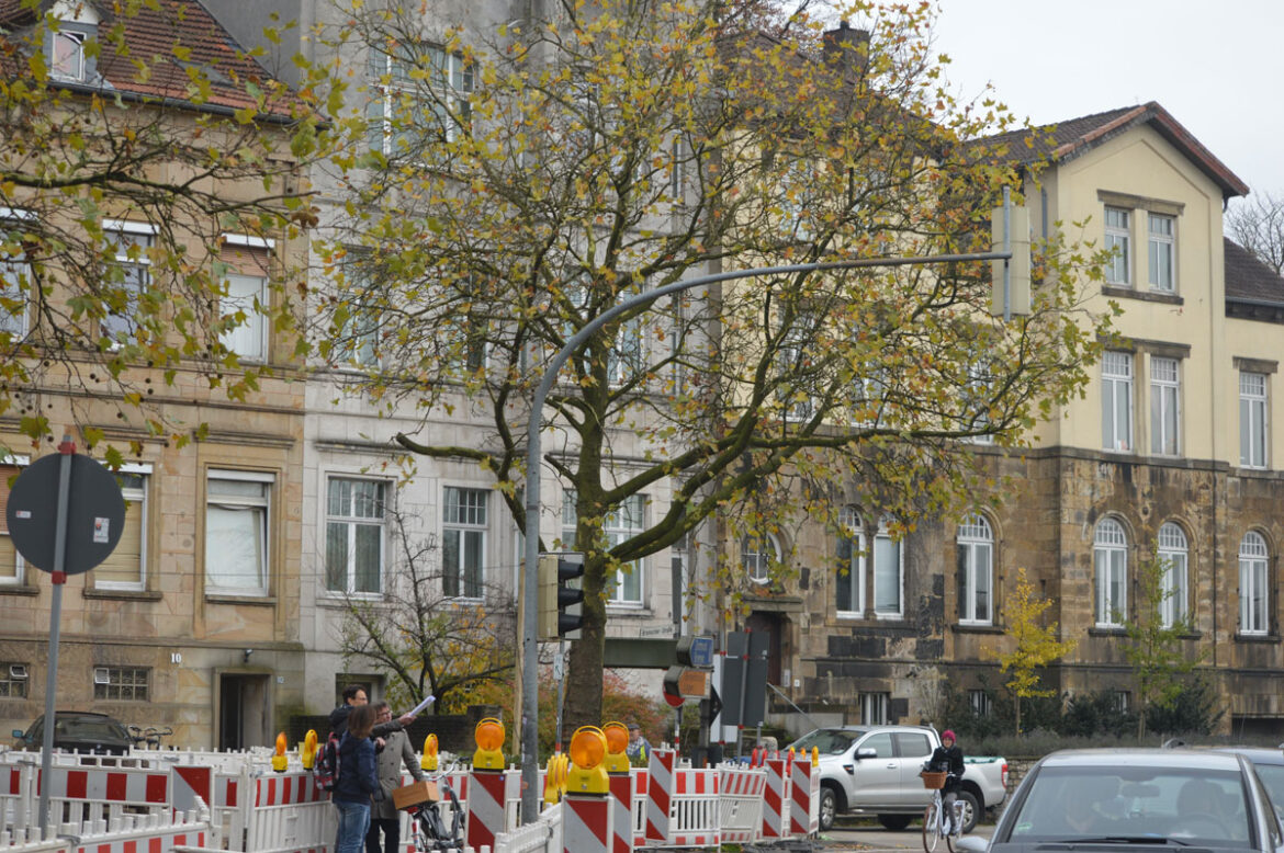 Platane, Bramscher Straße, Hansastraße, Osnabrück