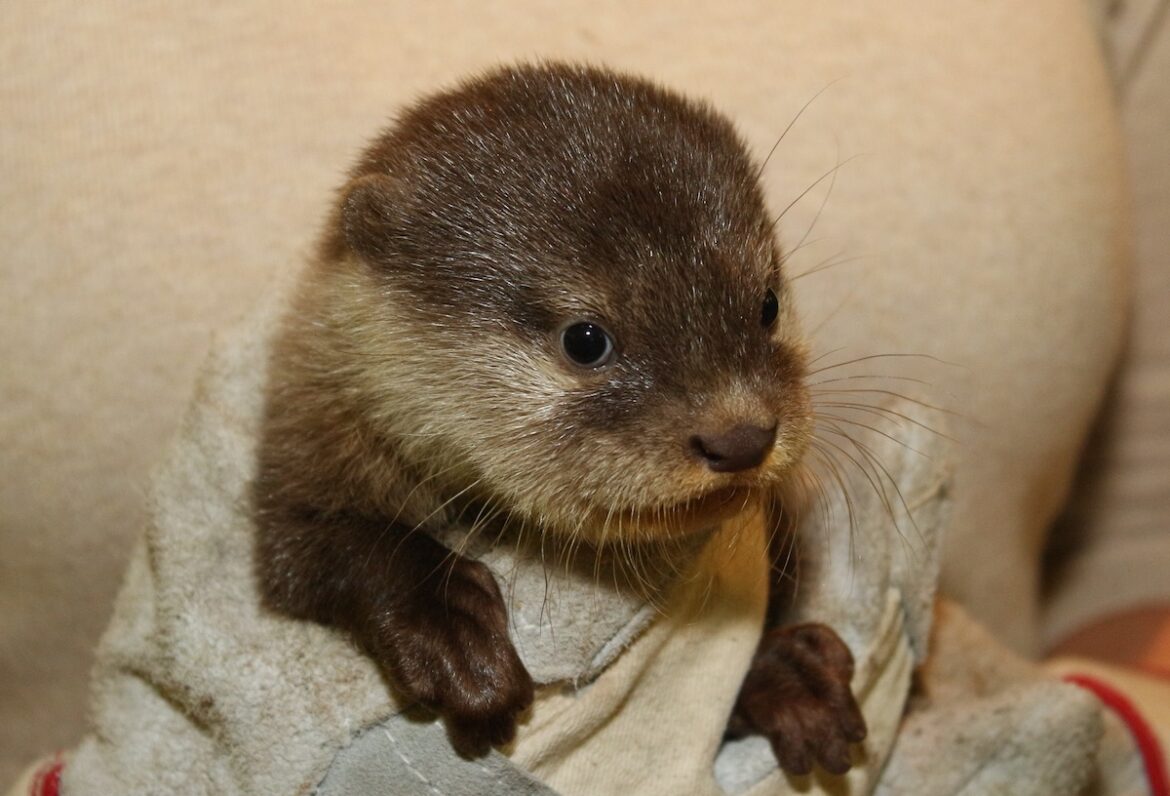 Zwergotter im Zoo Osnabrück