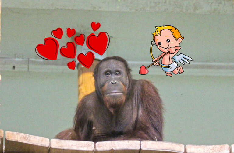 Orang Utan Damai, Zoo Osnabrück