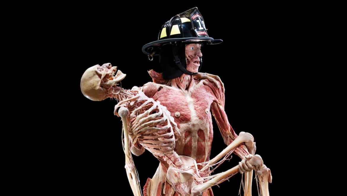 Körperwelten Osnabrück