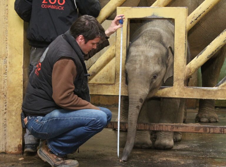 Minh-Tan,, Elefant, Zoo Osnabrück