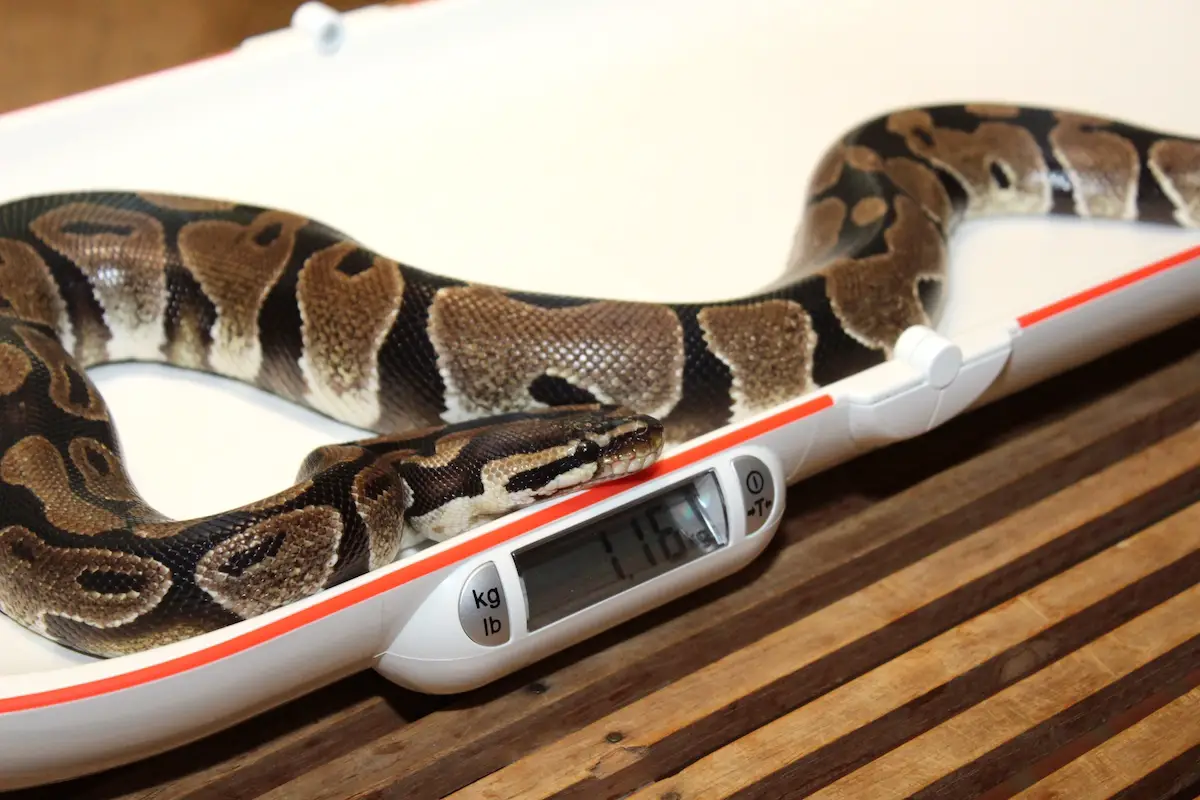 Königspython, Zoo Osnabrück