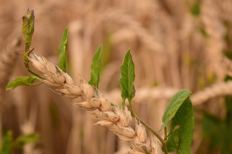 Weizen, Acker, Landwirtschaft