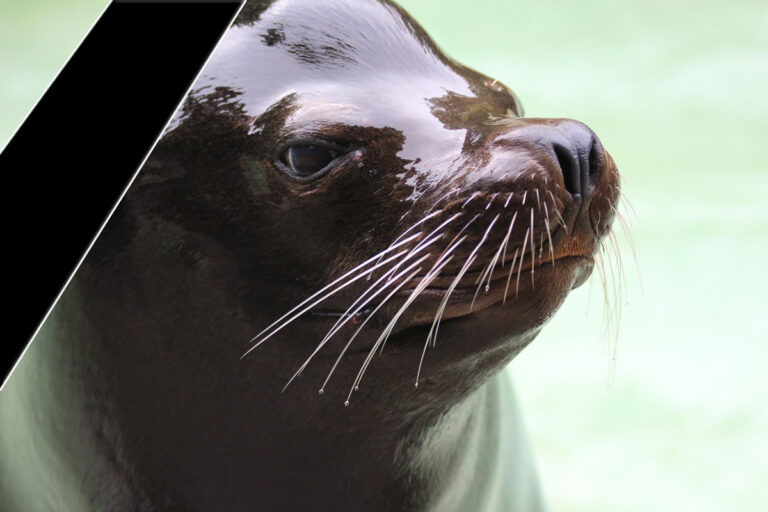 Seelöwe Diego