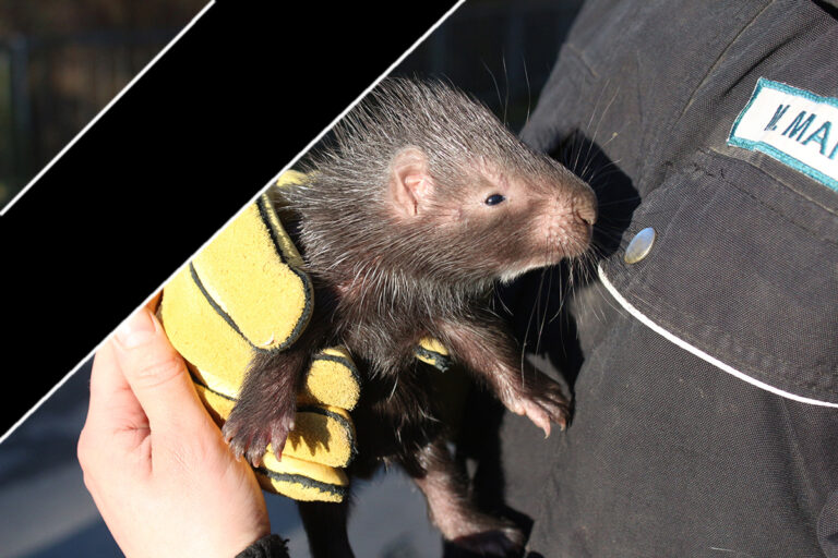 Stachelschwein Spike