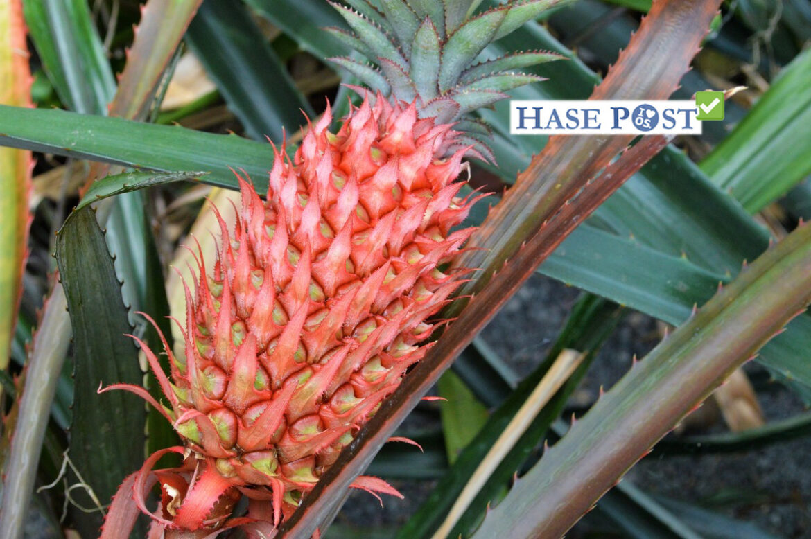 Ananasgewächse im botanischen Garten Osnabrück