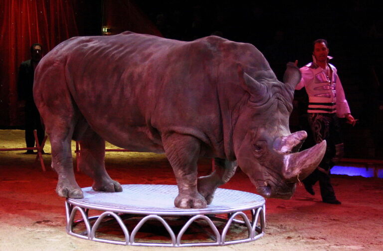 Nashorndressur im Circus Krone