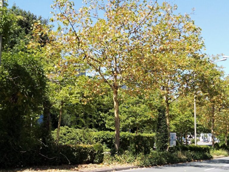 Laubabwurf, Platane, Pagenstecherstraße, Baum, Osnabrück, Sommer, trocken