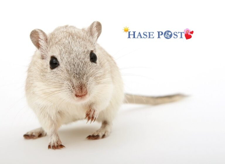 Weiße Maus