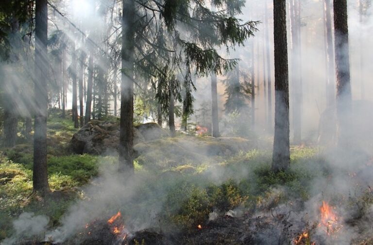 Waldbrand Waldbrandgefahr