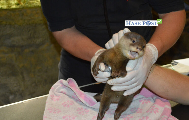 Zwergotter Zoo Osnabrück