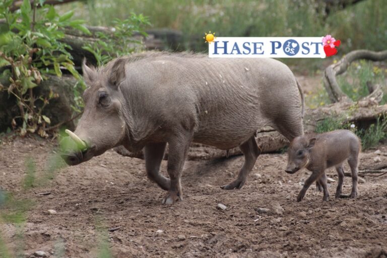 Zoo Osnabrück