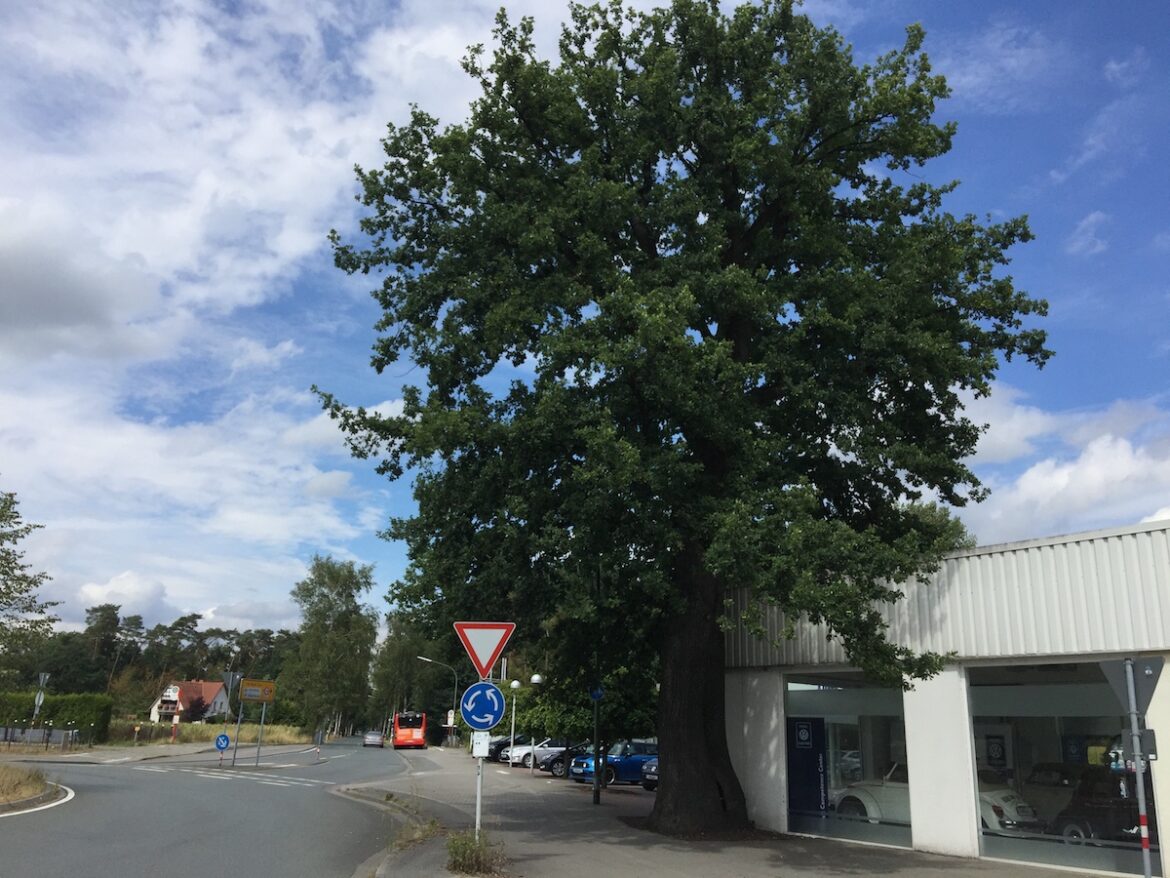 Eiche Brand Unbekannte