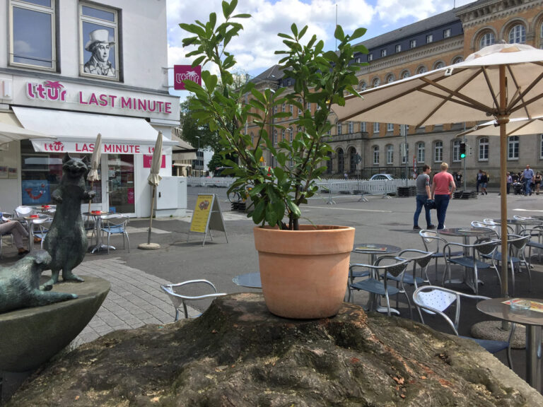 Mösers Meinung