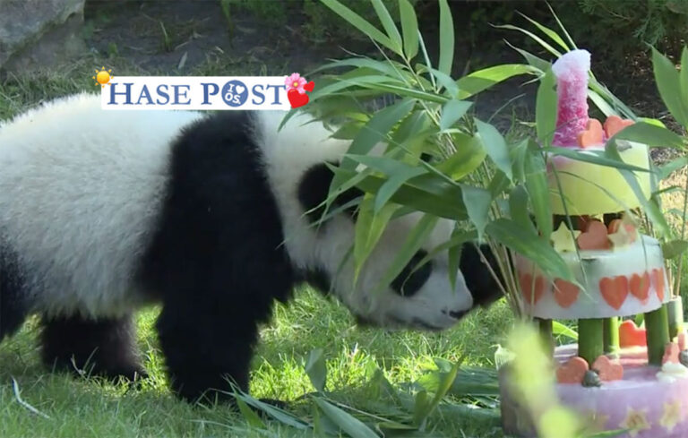 Panda Geburtstag