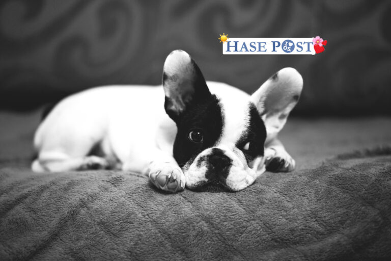 Frenchie