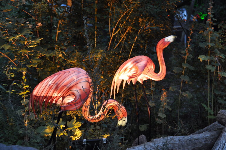 "Zoo Lights"