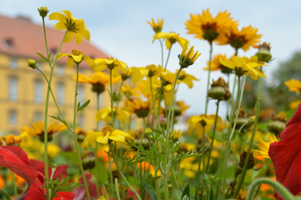 (Symbolbild) Blumenwiese im Schlossgarten