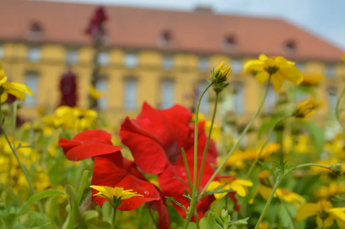 Blumenwiese im Schlossgarten