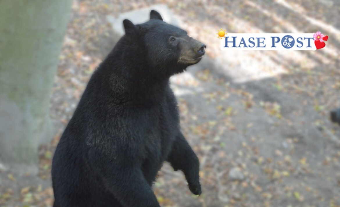Schwarzbär im Zoo Osnabrück