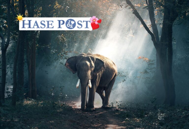 Elefant