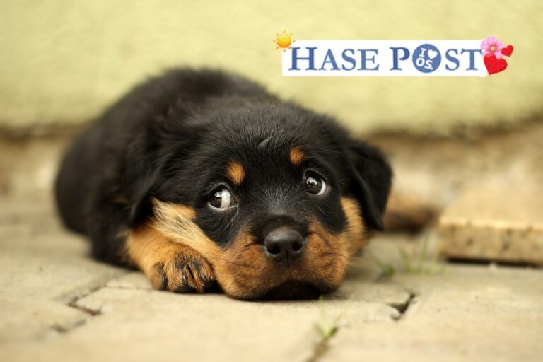 Hundewelpe