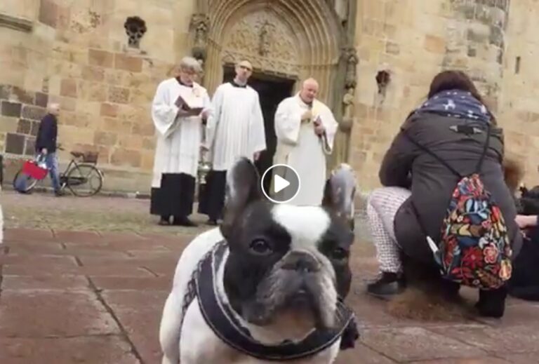 Tiersegnung vor dem Dom