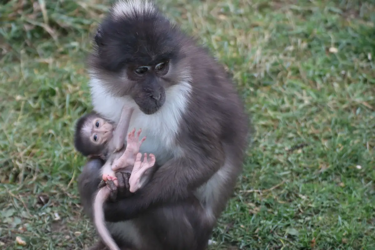 Gute Nachricht des Tages: Viel Nachwuchs im Zoo Osnabrück Weißscheitelmangabe