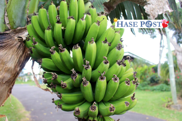 Bananen