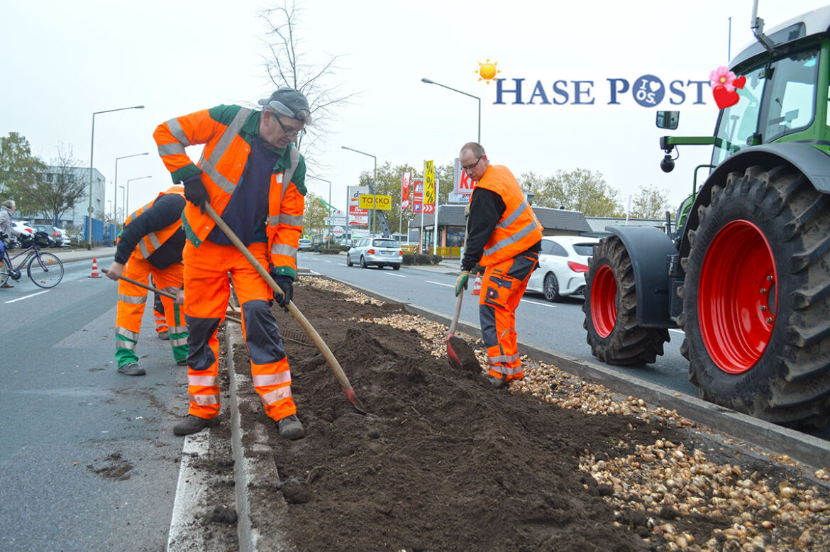 Blumenzwiebeln an der Pagenstecherstraße, Osnabrück