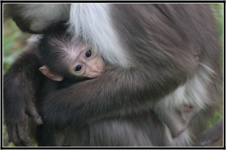 Zoo Osnabrück
