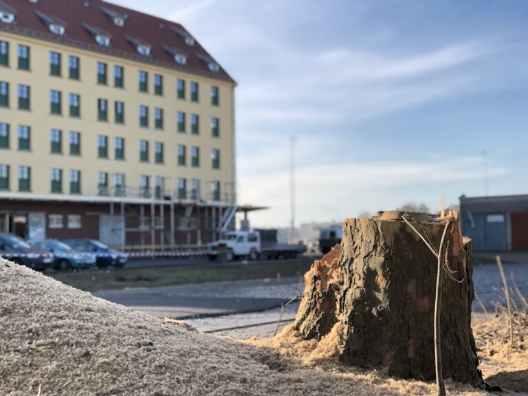 Was vom Baum übrig blieb