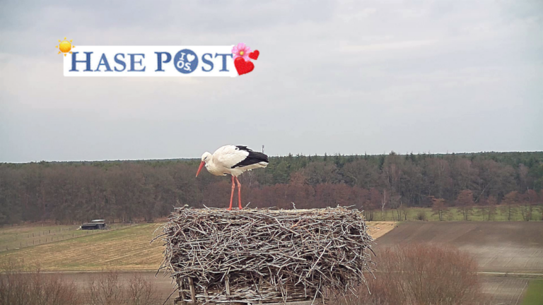 Storch