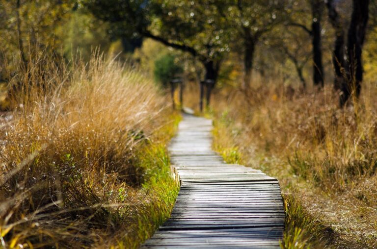 Natur, Moor
