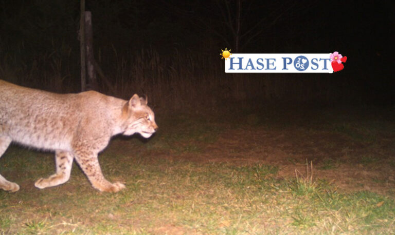 Luchs im Harz